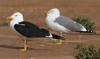 1cy fuscus in August, ringed in Finland. (81365 bytes)
